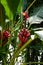 Ornamental pink banana plant, South Florida