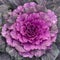 Ornamental pink cabbage growing in flower beds of parks and cities.