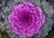 Ornamental pink cabbage growing in flower beds of parks and cities.