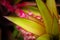 Ornamental pink pineapple close up,  South Florida