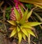 Ornamental pink pineapple, South Florida