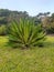 Ornamental plant Agave angustifolia