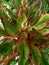 Ornamental plant Aglaonema Lipstick, green leaves with red stripes on the edges