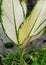 Ornamental Plant Aglonema Dieffenbachia Seguine With a greenish yellow color all over the leaves and green leaf bones.