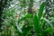 Ornamental plant Alpinia nutans - shellflower with two inflorescence