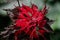 Ornamental plant Amaranthus tricolor. Beautiful red autumn flower in garden.