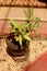 Ornamental plant in an antique ceramic pot.