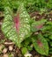 ornamental plant caladium red star / red star taro