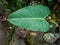 An ornamental plant called Dutch betel that grows in the school garden