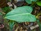 An ornamental plant called Dutch betel that grows in the school garden