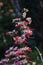 ornamental plant Clerodendrum buchananii with white and red flowers in the garden