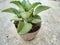 ornamental plant Cocor Bebek or Kalanchoe pinnata growing in a pot