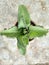 ornamental plant Cocor Bebek or Kalanchoe pinnata growing in a pot