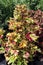 ornamental plant Coleus (Latin Coleus) - a genus of plants in the Lamiaceae family