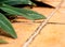 Ornamental plant and earthenware tile floor