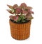 Ornamental Plant fitonia