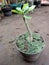 an ornamental plant frangipani or plumeria in a pot