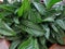 Ornamental plant have green leaves with white strips