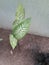 Ornamental plant large leaves patched
