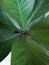 Ornamental plant leaves