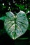 Ornamental plant leaves that are so aestetic