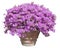 Ornamental plant with pink petunia flowers on a large traditional italian terracotta vase - springtime concept image on white