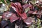 Ornamental plant with purple leaves, Cordyline compacta, on tropical garden