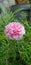 Ornamental Plant Purslane Portulaca Mosrose Pink White Pattern