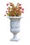 Ornamental plant with red flowers on a italian classical marble vase - image on white background for easy selection