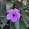 ornamental plant ruellia mexicana petunia or purple flower upright ruellia