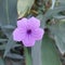 ornamental plant ruellia mexicana petunia or purple flower upright ruellia