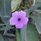 ornamental plant ruellia mexicana petunia or purple flower upright ruellia