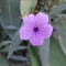 ornamental plant ruellia mexicana petunia or purple flower upright ruellia