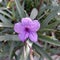 ornamental plant ruellia mexicana petunia or purple flower upright ruellia