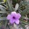 ornamental plant ruellia mexicana petunia or purple flower upright ruellia