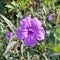 ornamental plant ruellia mexicana petunia or purple flower upright ruellia