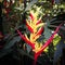 ornamental plant in a small garden with the Latin name Heliconia hirsuta