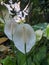 Ornamental plant Spathiphyllum wallisii. Commonly known as the peace lily.