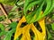 An ornamental plant with two leaf colors, the type of ornamental plant is a Swiss cheese plant (Monstera adansonii)