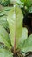 Ornamental plant type red anthurium hookeri leaves wet with rain
