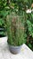 ornamental plant water bamboo / rough horsetail Latin name equisetum hyemale