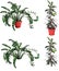 Ornamental plants