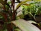 ornamental plants andong red in the garden of the house