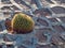 Ornamental plants. Cactus, side view close-up