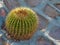 Ornamental plants. Cactus, side view close-up. Copy space