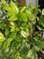 ornamental plants, dominant green leaves, beautiful