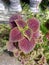 Ornamental plants with dominant red leaves and a little green, natural, beautiful