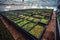 Ornamental plants and flowers in modern hydroponic greenhouse nursery or glasshouse, industrial horticulture