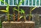 ornamental plants in front of the house as fence decoration