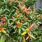 ornamental plants in the garden with the type name Syzygium australe